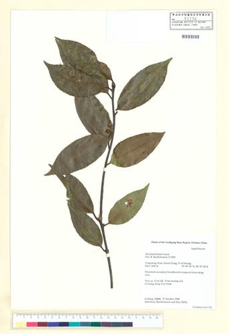Ilex fargesii subsp. fargesii photo 6