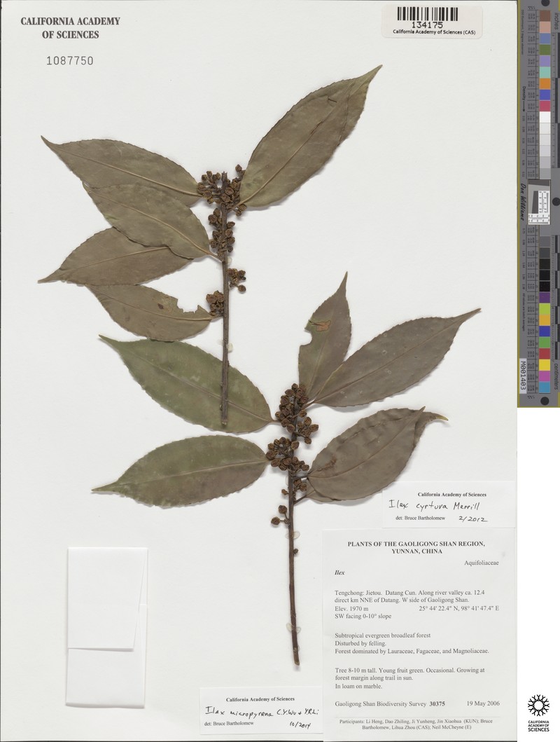 Ilex fargesii subsp. melanotricha