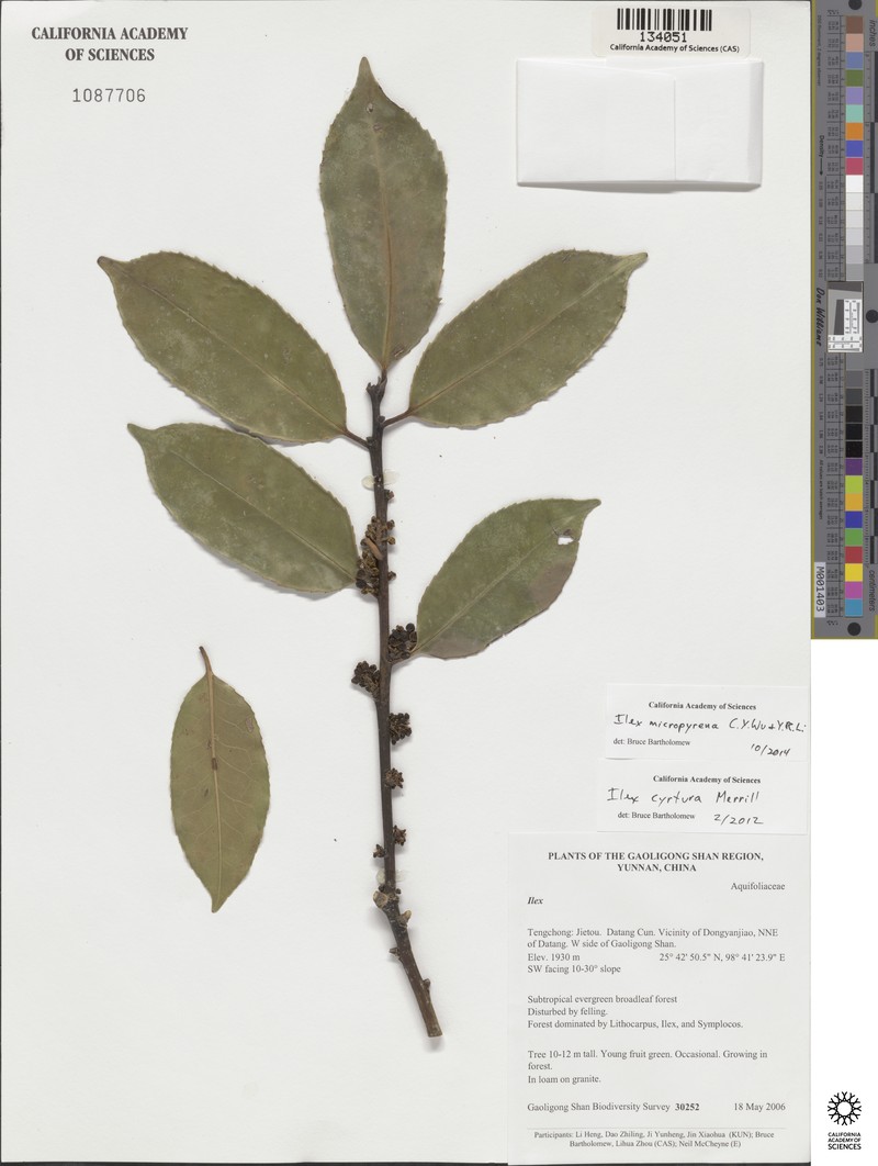 Ilex fargesii subsp. melanotricha photo 2