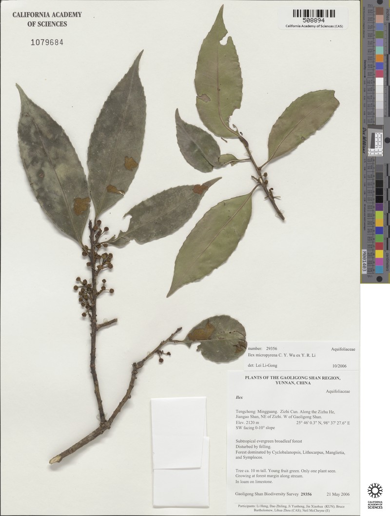 Ilex fargesii subsp. melanotricha photo 3