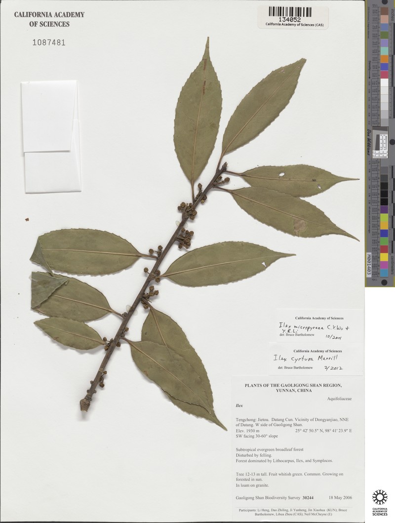 Ilex fargesii subsp. melanotricha photo 4