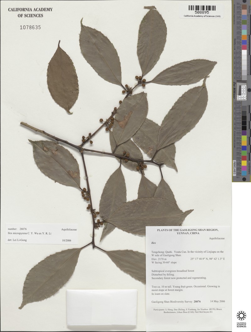Ilex fargesii subsp. melanotricha photo 5