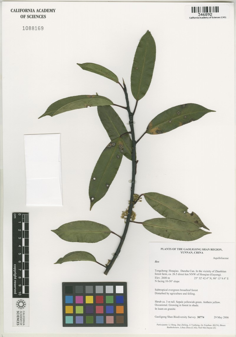 Ilex fargesii subsp. melanotricha photo 6