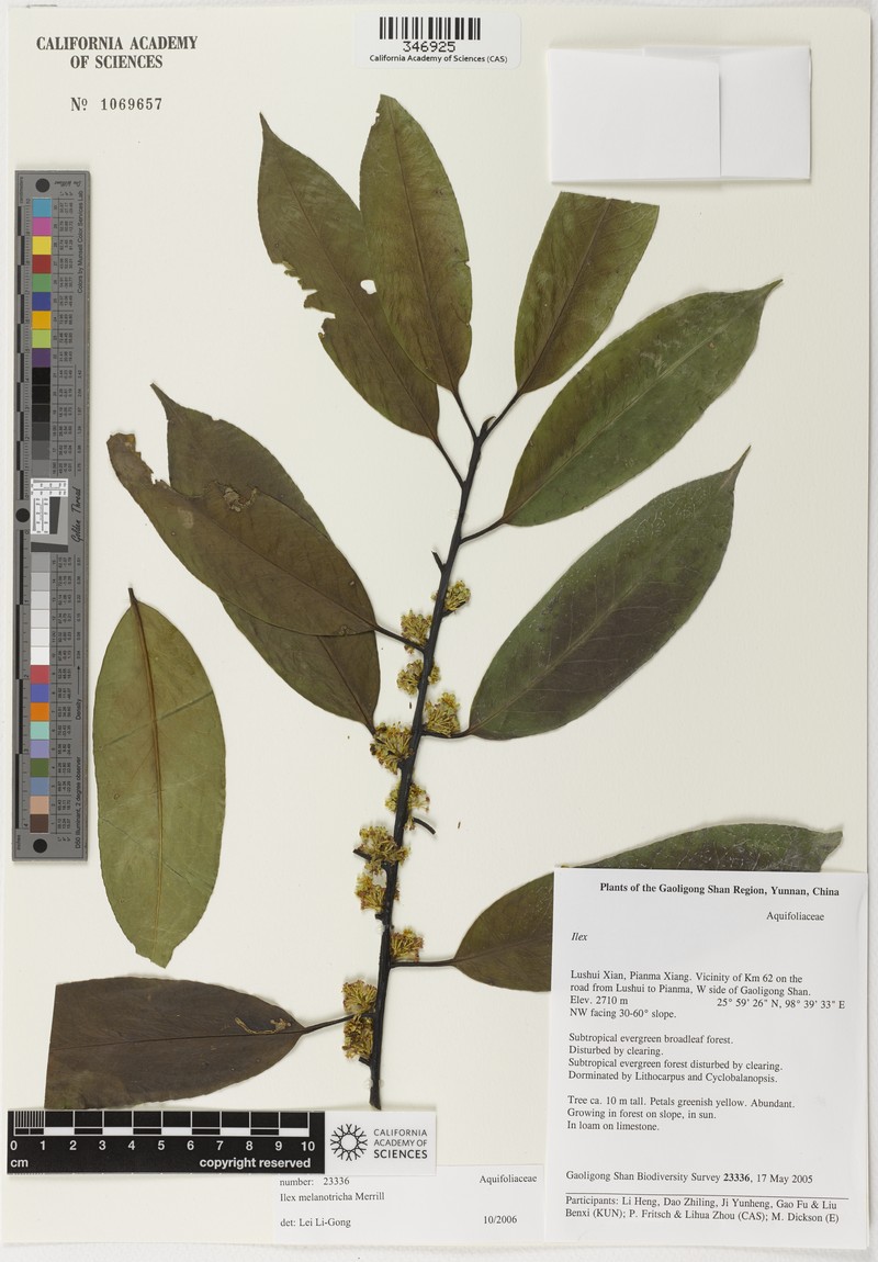 Ilex fargesii subsp. melanotricha photo 7