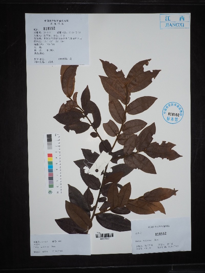 Ilex ferruginea