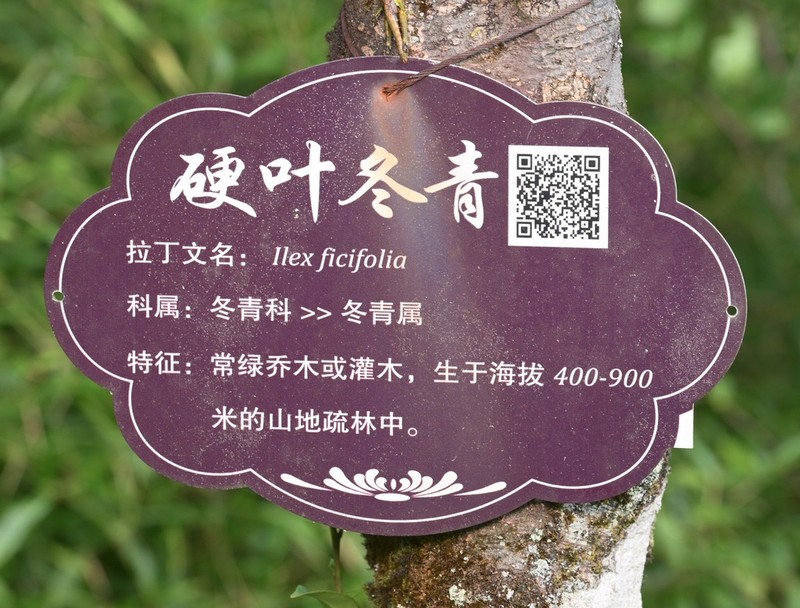 Ilex ficifolia