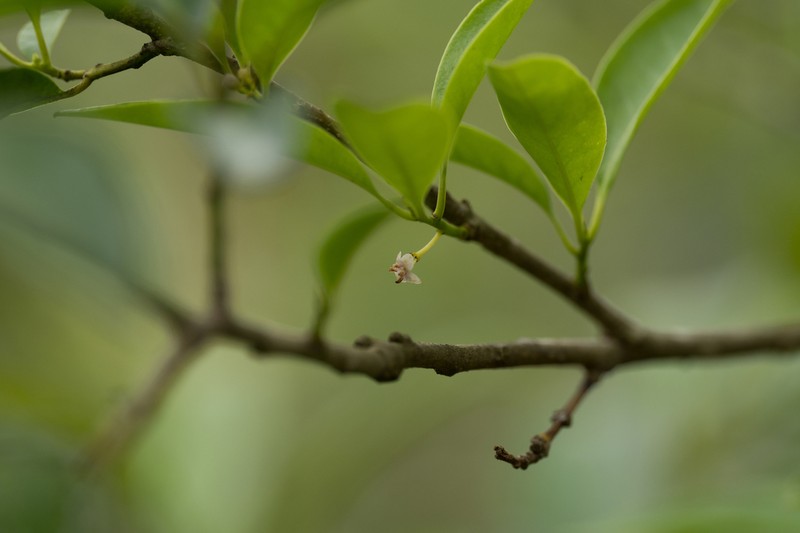 Ilex ficifolia photo 2