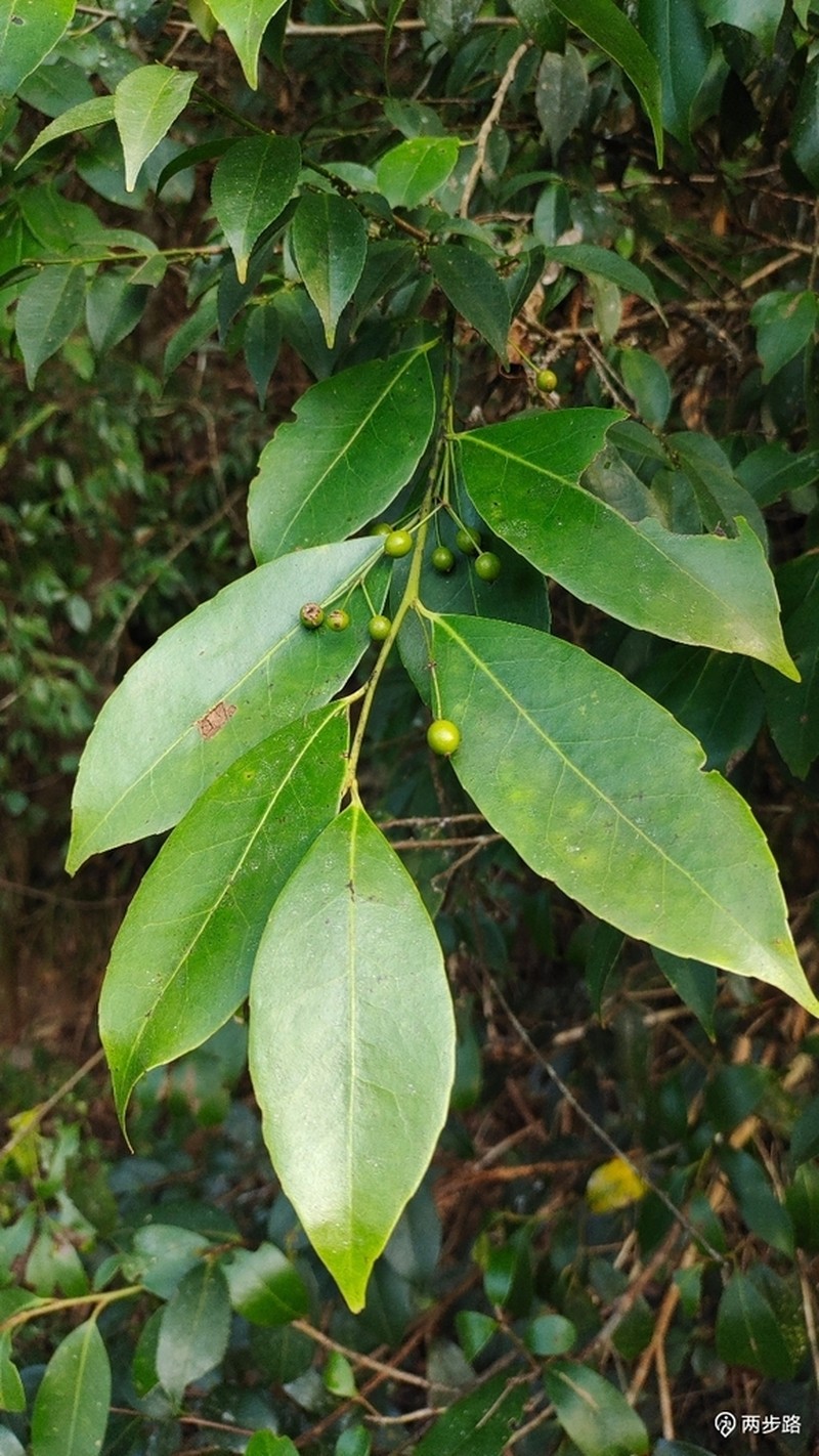 Ilex ficifolia photo 3