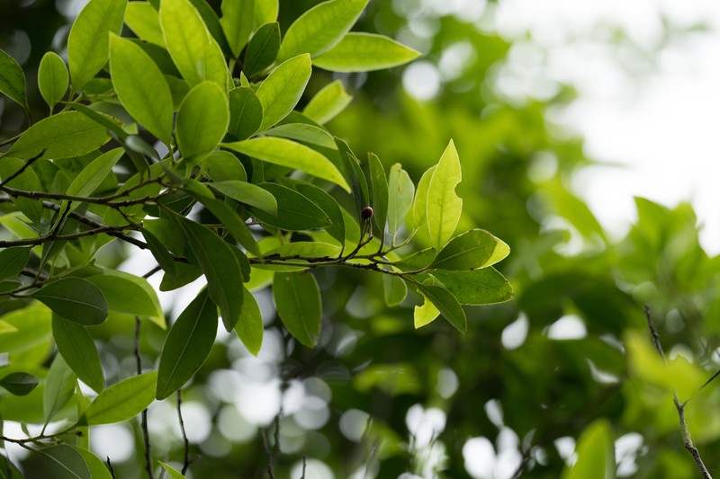 Ilex ficifolia photo 6
