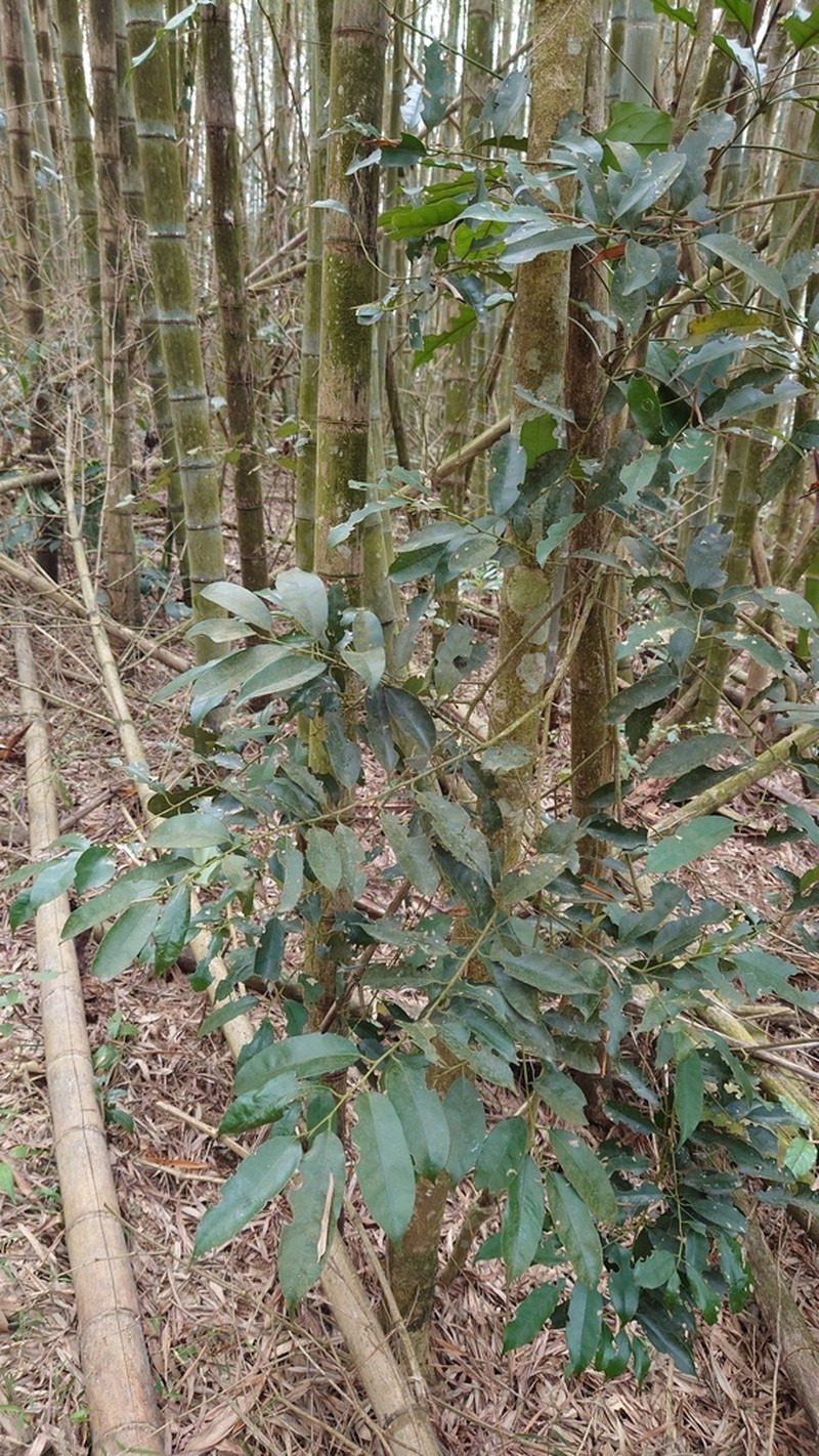 Ilex ficoidea