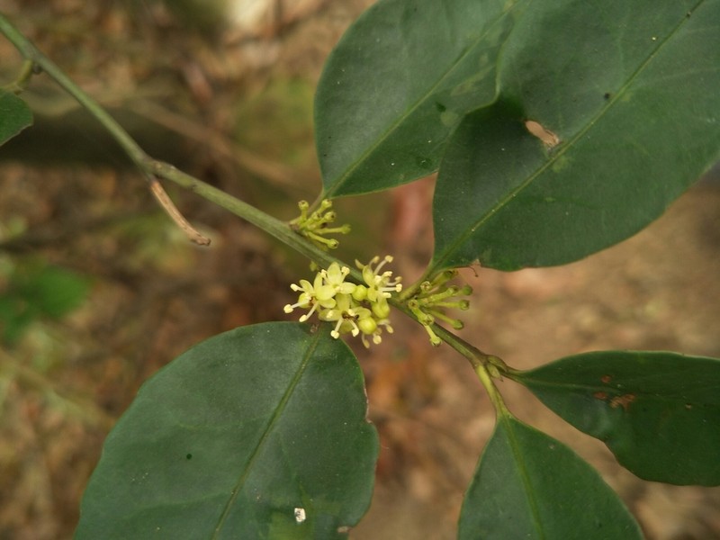 Ilex ficoidea photo 2