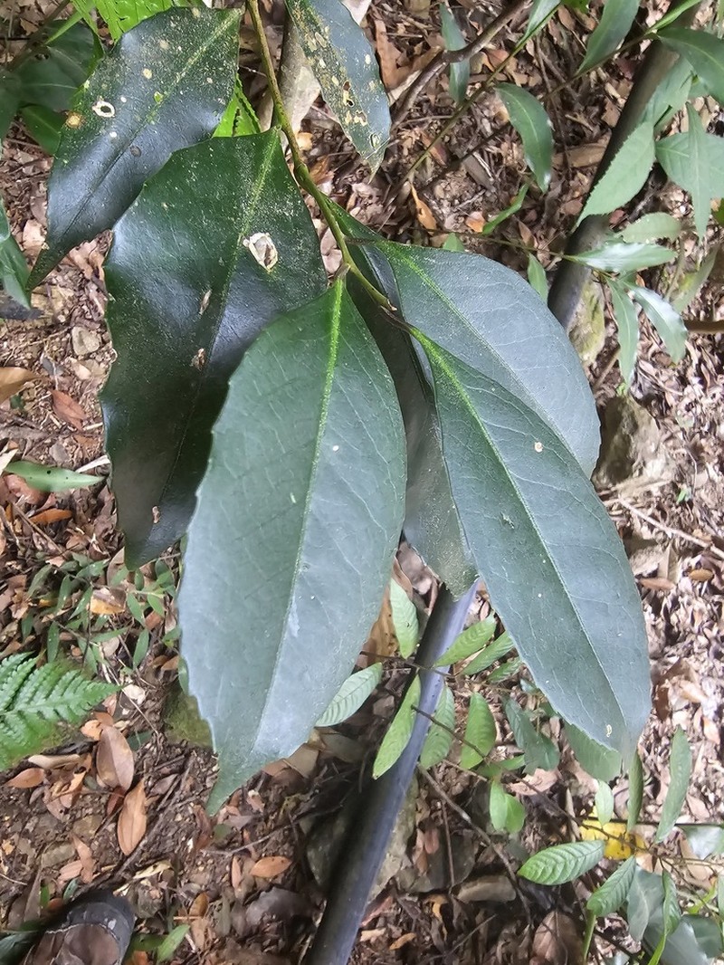 Ilex ficoidea photo 3