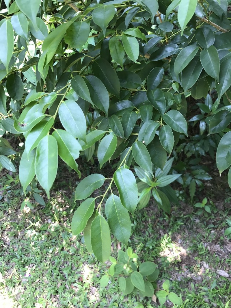 Ilex ficoidea photo 4