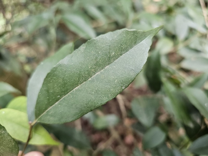 Ilex ficoidea photo 5