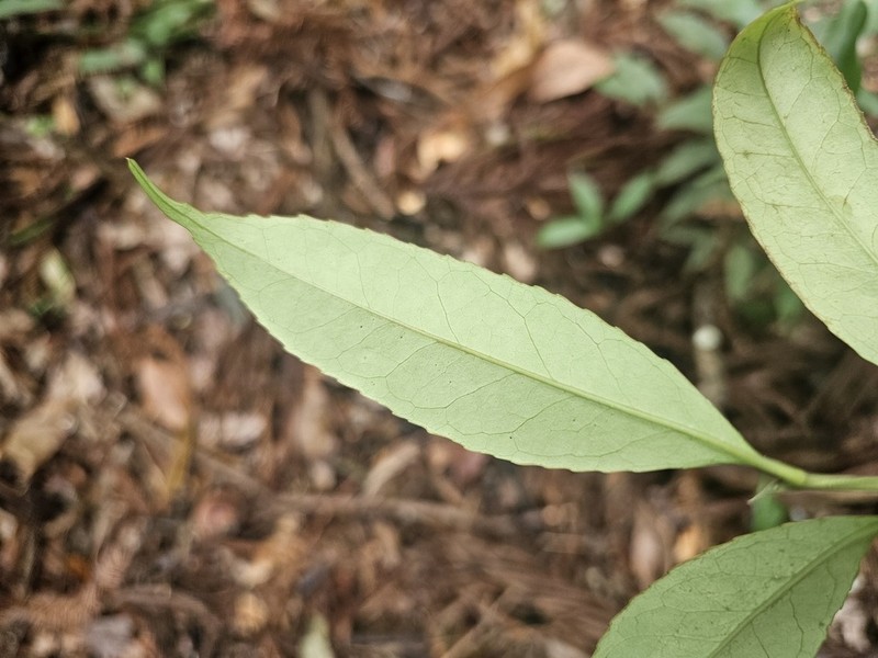 Ilex ficoidea photo 6
