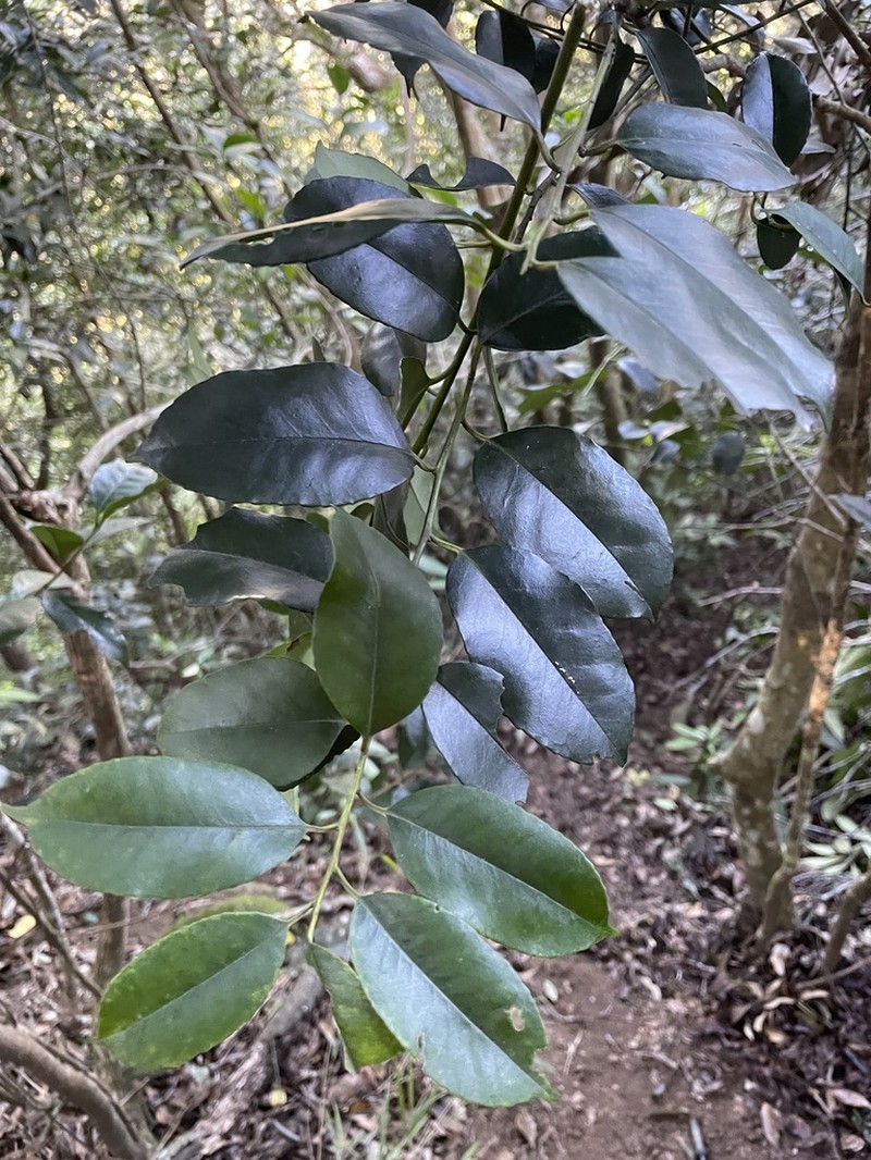 Ilex ficoidea photo 7