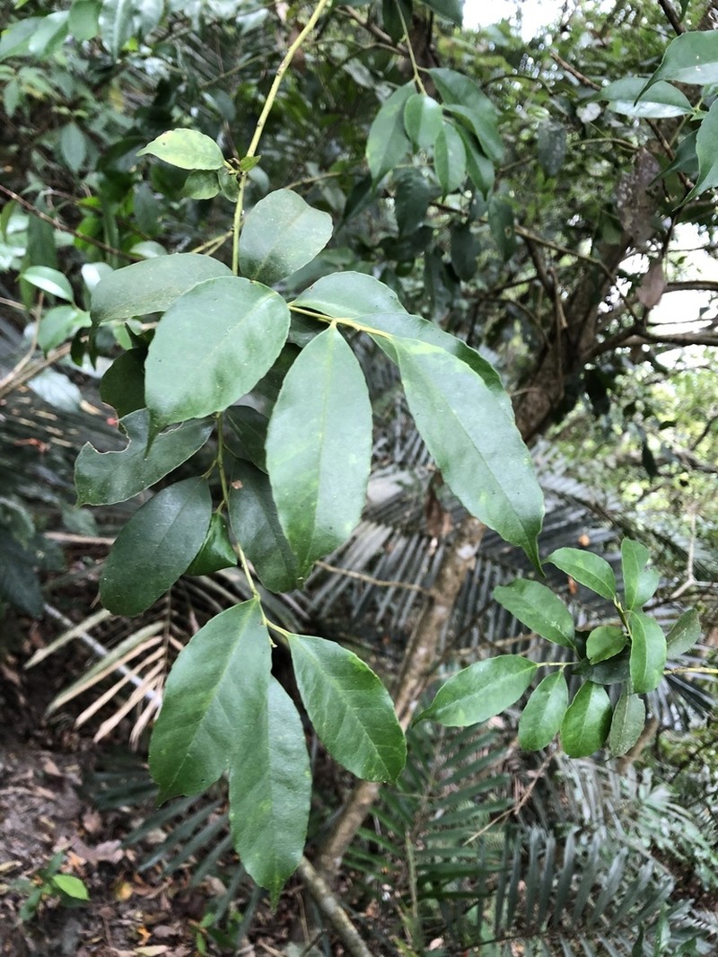 Ilex ficoidea photo 8