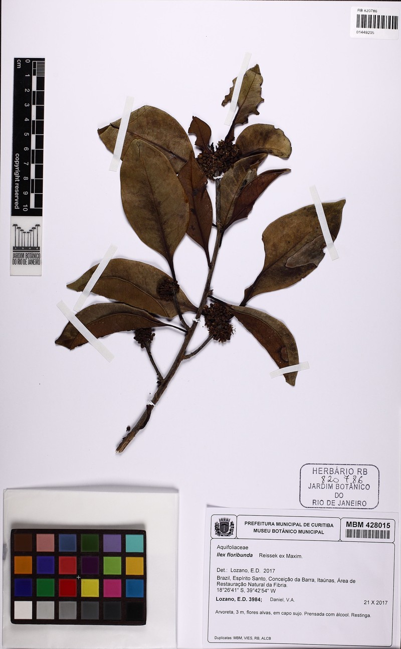 Ilex floribunda
