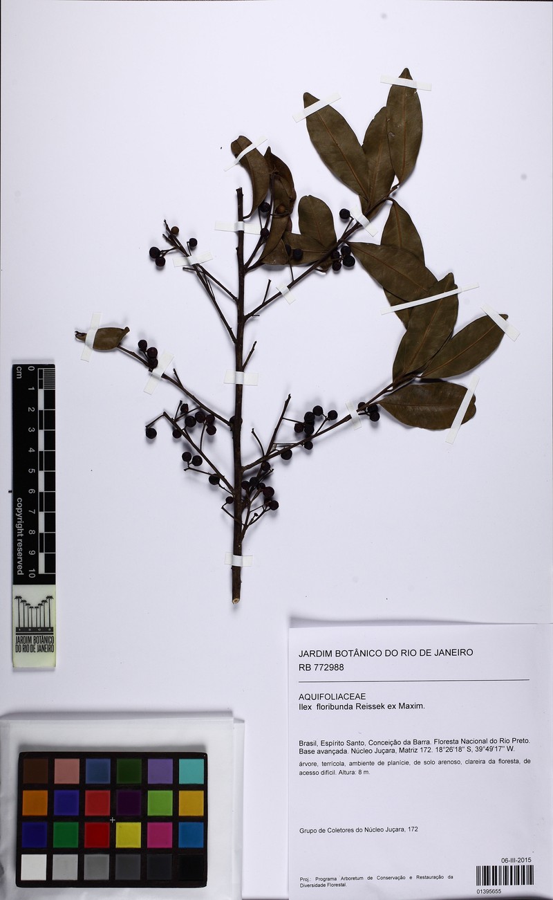 Ilex floribunda photo 2