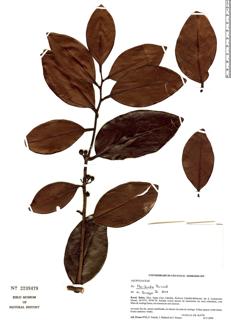 Ilex floribunda photo 3