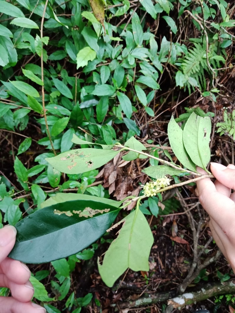 Ilex formosana