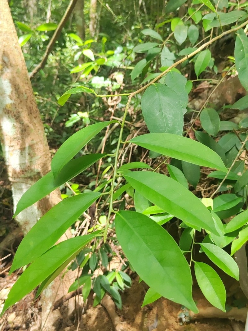 Ilex formosana photo 2