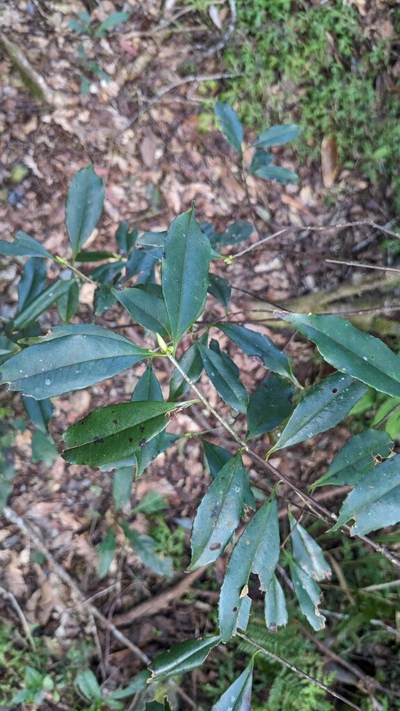 Ilex formosana photo 3