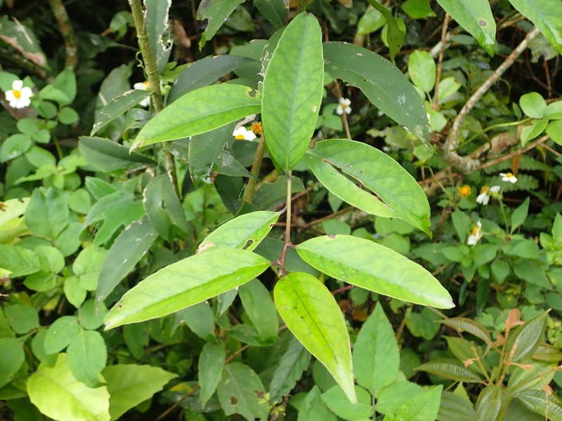 Ilex formosana photo 4
