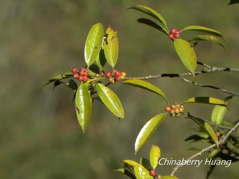 Ilex formosana photo 5