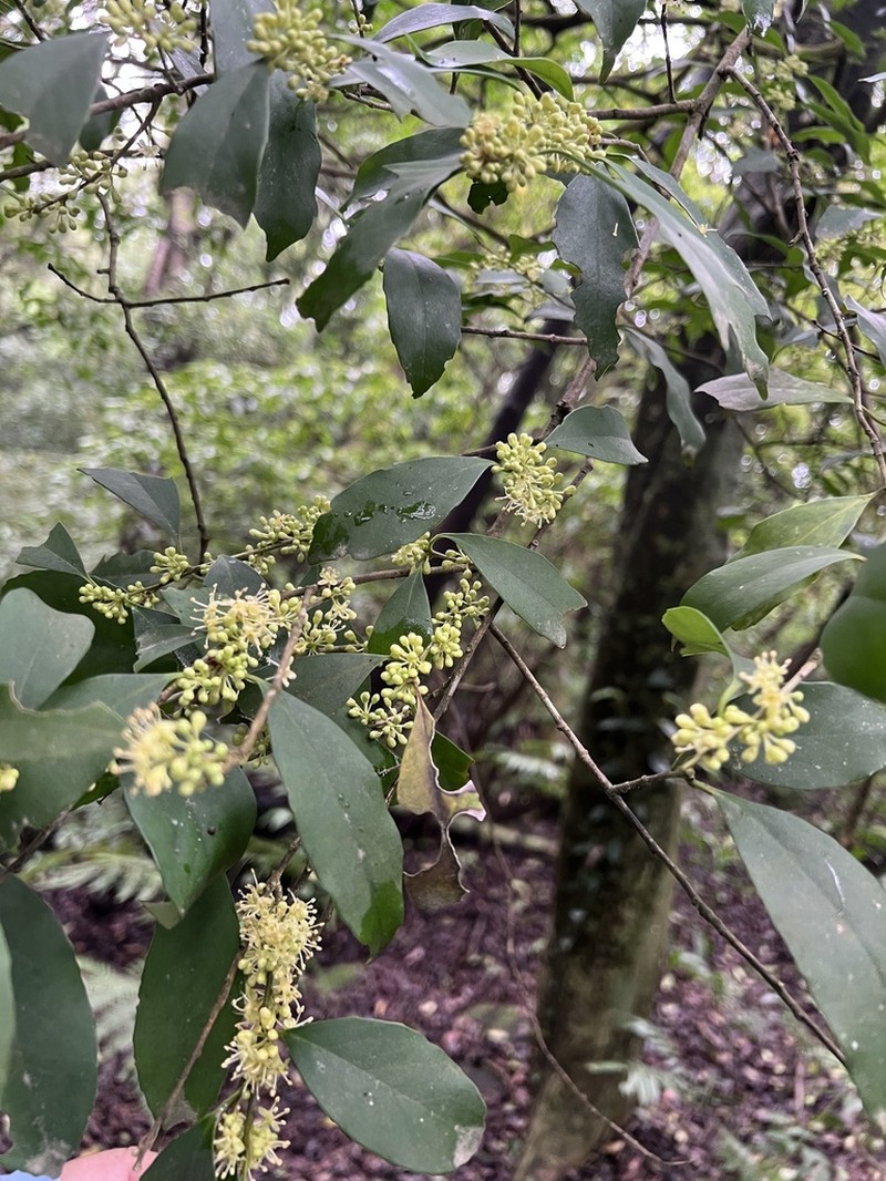 Ilex formosana photo 6