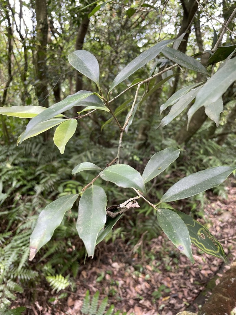 Ilex formosana photo 7