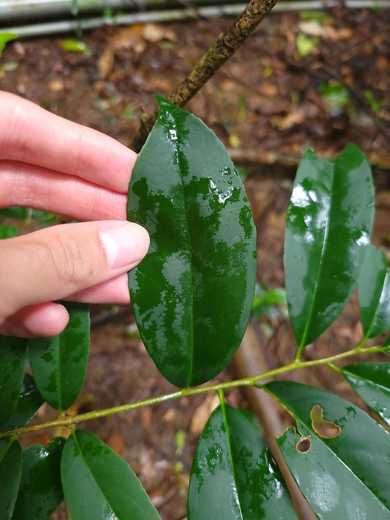 Ilex formosana photo 8