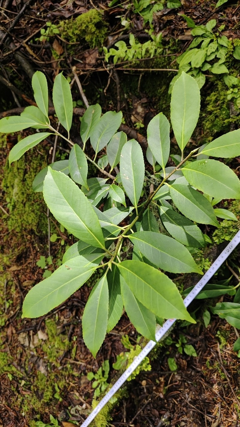 Ilex forrestii