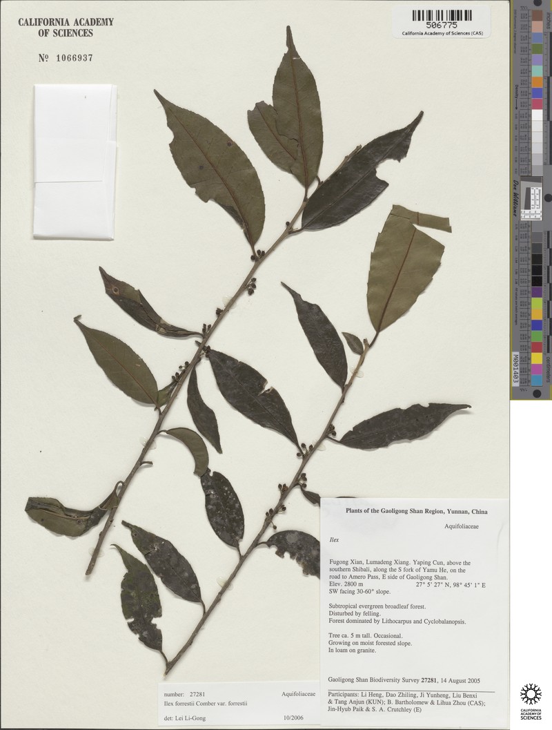 Ilex forrestii photo 2