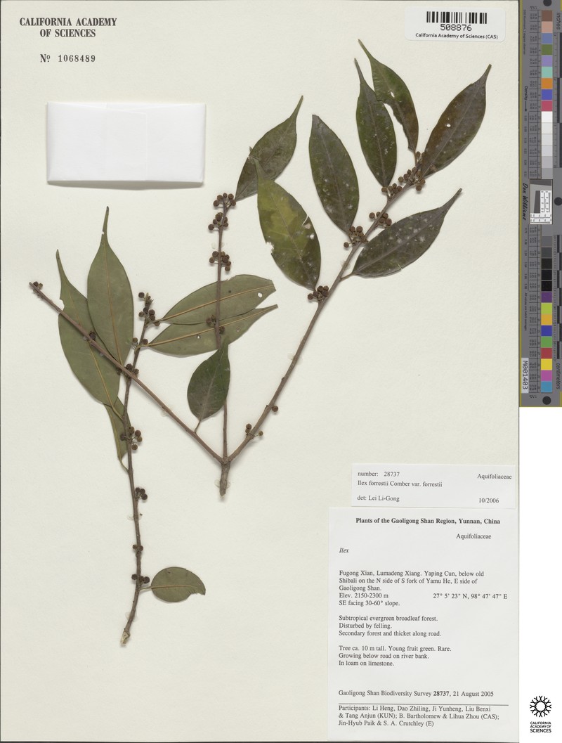 Ilex forrestii photo 3