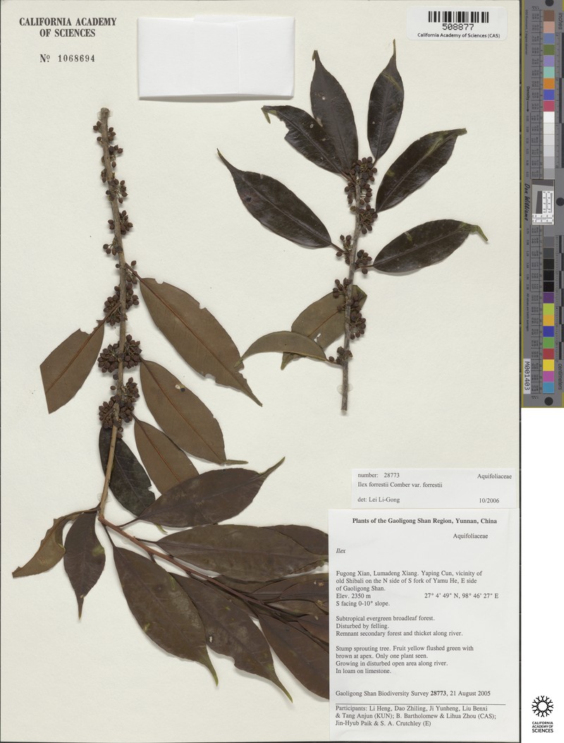 Ilex forrestii photo 4