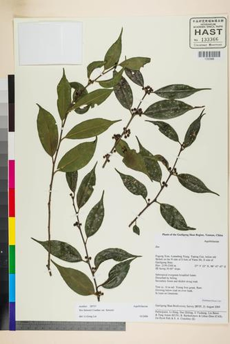 Ilex forrestii photo 5