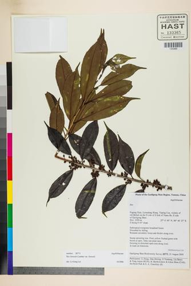 Ilex forrestii photo 6