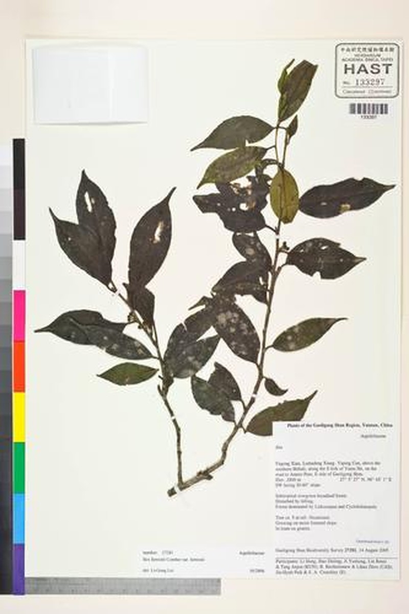 Ilex forrestii photo 7