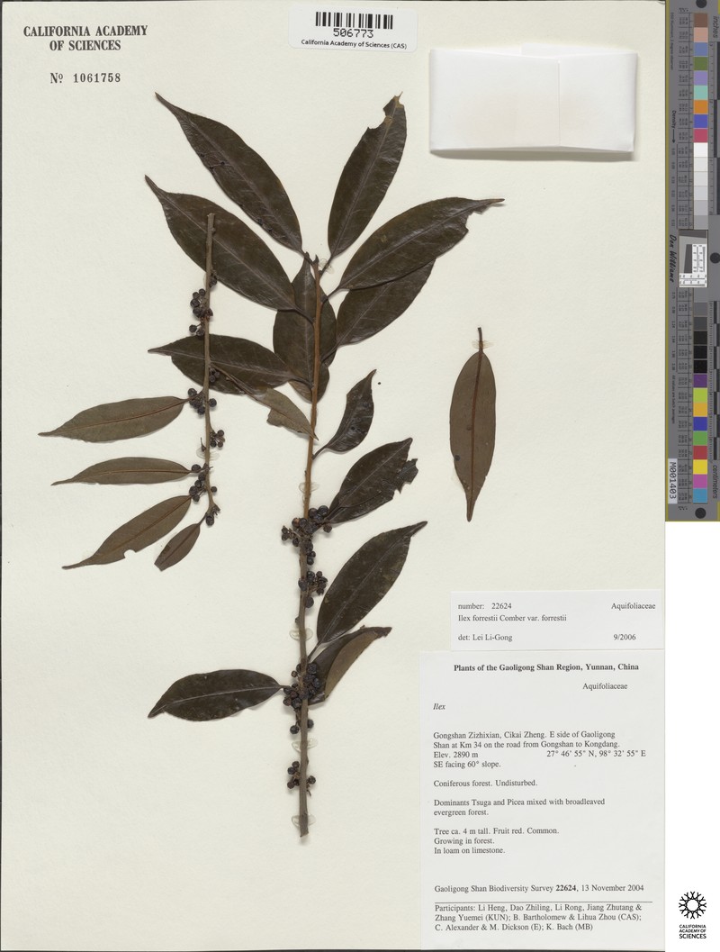 Ilex forrestii photo 8