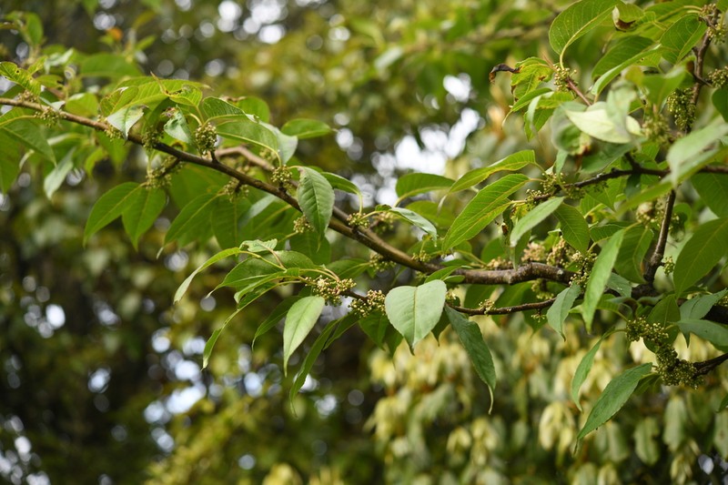 Ilex fragilis