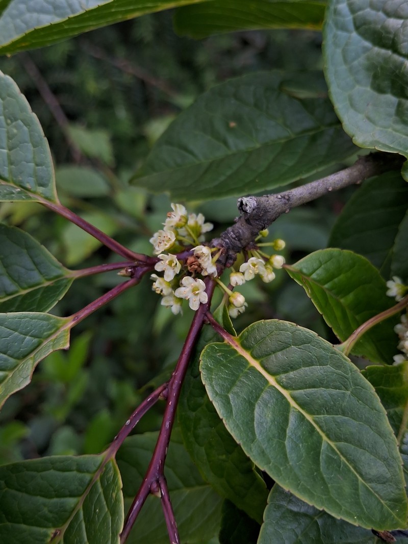 Ilex fragilis photo 5