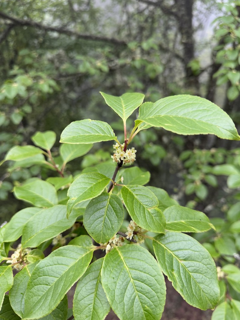 Ilex fragilis photo 6