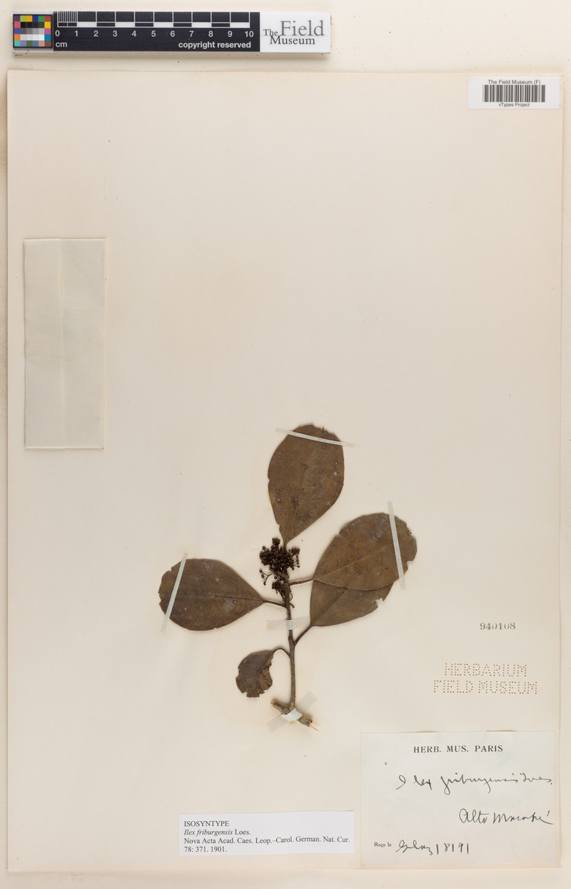 Ilex friburgensis