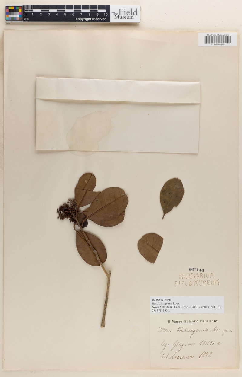 Ilex friburgensis photo 2