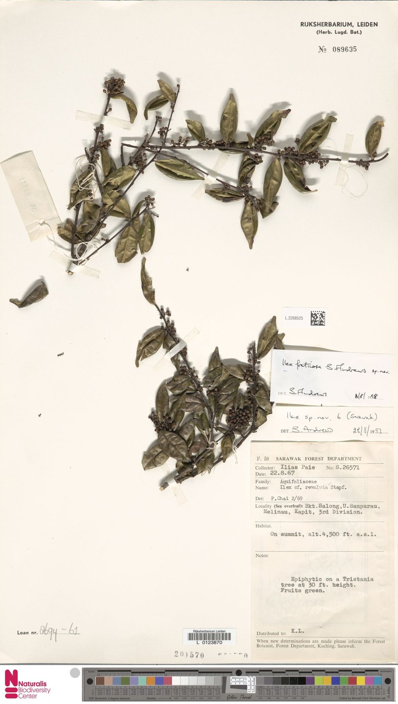 Ilex fruticosa