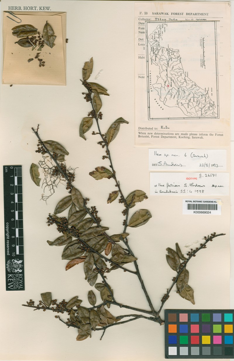 Ilex fruticosa photo 2