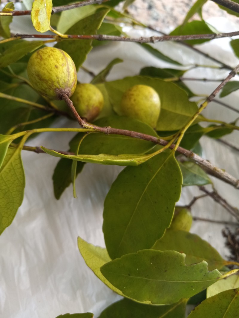 Ilex fuertensiana photo 2