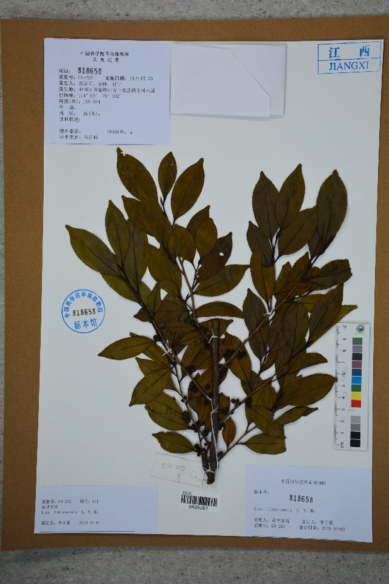 Ilex fukienensis
