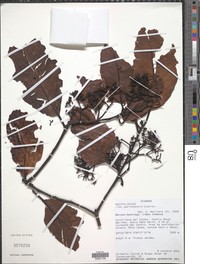Ilex gabinetensis